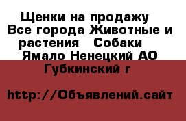 Щенки на продажу - Все города Животные и растения » Собаки   . Ямало-Ненецкий АО,Губкинский г.